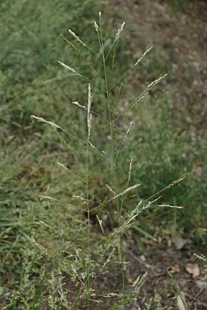 Agrostis castellana \ Kastilisches Strau�gras / Highland Bentgrass, D Viernheim 20.6.2021