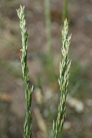 Agrostis castellana \ Kastilisches Strau�gras / Highland Bentgrass, D Viernheim 20.6.2021
