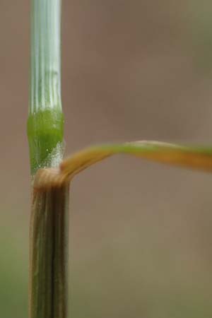 Agrostis castellana \ Kastilisches Strau�gras / Highland Bentgrass, D Viernheim 20.6.2021
