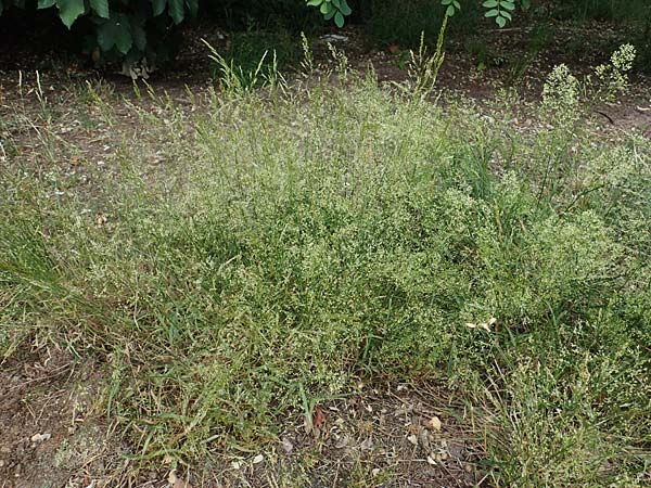Agrostis castellana \ Kastilisches Strau�gras / Highland Bentgrass, D Viernheim 20.6.2021