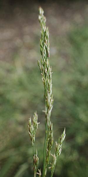 Agrostis castellana \ Kastilisches Strau�gras / Highland Bentgrass, D Viernheim 20.6.2021