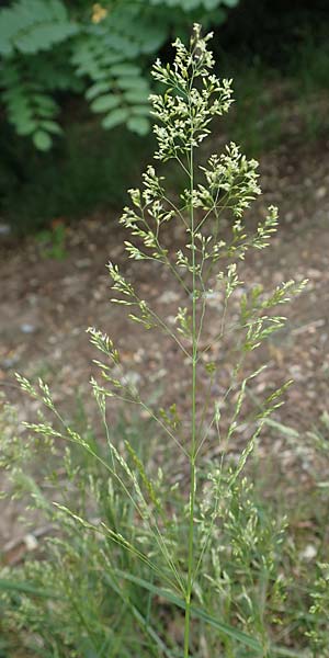 Agrostis castellana \ Kastilisches Strau�gras / Highland Bentgrass, D Viernheim 20.6.2021
