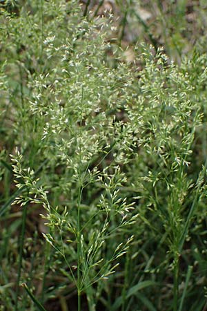 Agrostis castellana \ Kastilisches Strau�gras / Highland Bentgrass, D Viernheim 20.6.2021