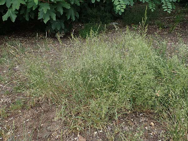 Agrostis castellana \ Kastilisches Strau�gras / Highland Bentgrass, D Viernheim 20.6.2021