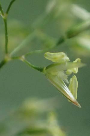 Agrostis castellana \ Kastilisches Strau�gras / Highland Bentgrass, D Viernheim 20.6.2021