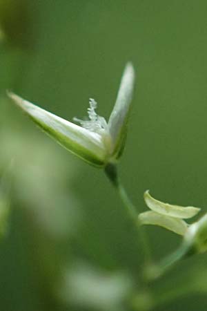 Agrostis castellana \ Kastilisches Strau�gras / Highland Bentgrass, D Viernheim 20.6.2021