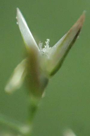 Agrostis castellana \ Kastilisches Strau�gras / Highland Bentgrass, D Viernheim 20.6.2021