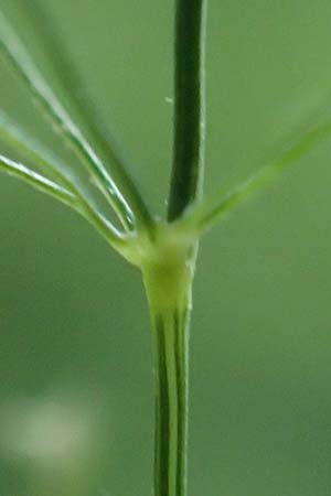 Agrostis castellana \ Kastilisches Strau�gras / Highland Bentgrass, D Viernheim 20.6.2021