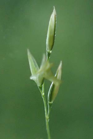 Agrostis castellana \ Kastilisches Strau�gras / Highland Bentgrass, D Viernheim 20.6.2021