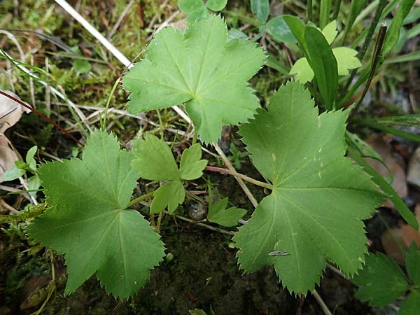 Alchemilla connivens \ Zusammenneigender Frauenmantel / Together Tilting Lady's Mantle, D Villingen-Schwenningen 12.7.2021