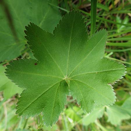 Alchemilla connivens \ Zusammenneigender Frauenmantel / Together Tilting Lady's Mantle, D Villingen-Schwenningen 12.7.2021