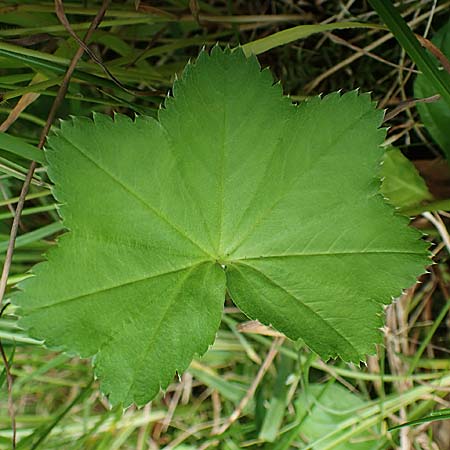 Alchemilla connivens \ Zusammenneigender Frauenmantel / Together Tilting Lady's Mantle, D Villingen-Schwenningen 12.7.2021