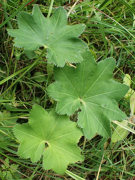 Alchemilla connivens \ Zusammenneigender Frauenmantel / Together Tilting Lady's Mantle, D Villingen-Schwenningen 12.7.2021