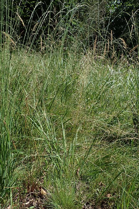 Agrostis canina \ Hunds-Strau�gras / Velvet Bentgrass, D M&ouml;rfelden-Walldorf 14.8.2021