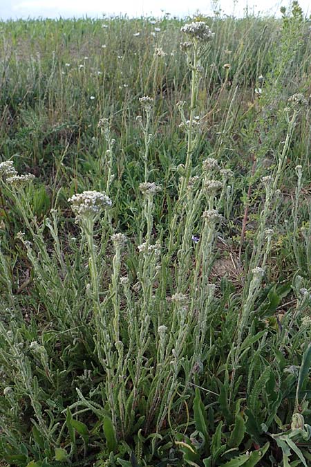 Achillea setacea \ Feinbl�ttrige Wiesen-Schafgarbe / Fine-Leaved Milfoil, D Sachsen-Anhalt, S&uuml;&szlig;er See 7.6.2022