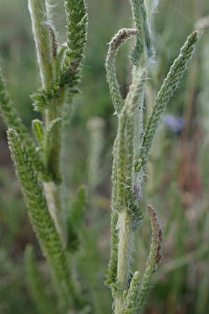 Achillea setacea \ Feinbl�ttrige Wiesen-Schafgarbe / Fine-Leaved Milfoil, D Sachsen-Anhalt, S&uuml;&szlig;er See 7.6.2022