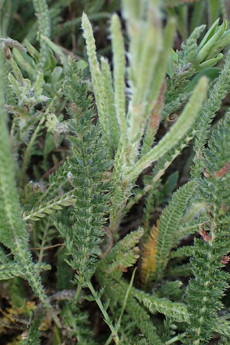 Achillea setacea \ Feinbl�ttrige Wiesen-Schafgarbe / Fine-Leaved Milfoil, D Sachsen-Anhalt, S&uuml;&szlig;er See 7.6.2022