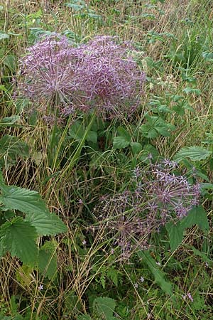 Allium cristophii \ Stern-Kugellauch, Stern von Persien / Star of Persia, Persian Onion, D Th&uuml;ringen, Artern 11.6.2022