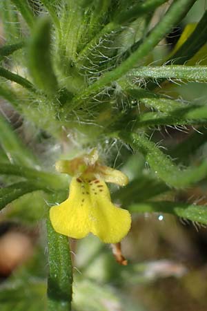 Ajuga chamaepitys \ Gelber G�nsel / Ground Pine, D Weinheim an der Bergstra&szlig;e 25.5.2023