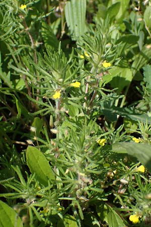 Ajuga chamaepitys \ Gelber G�nsel / Ground Pine, D Weinheim an der Bergstra&szlig;e 25.5.2023