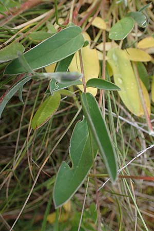 Anthyllis vulneraria subsp. carpatica \ Karpaten-Wundklee / Carpathian Kidney Vetch, D Th&uuml;ringen, Heldrungen 16.6.2023