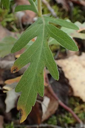 Ambrosia coronopifolia \ Ausdauernde Ambrosie / Perennial Ragweed, D Germersheim-Lingenfeld 16.10.2024