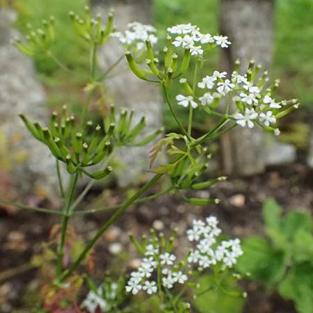 Anthriscus cerefolium \ Garten-Kerbel / Chervil, D Botan. Gar.  Universit.  Ulm 26.5.2025