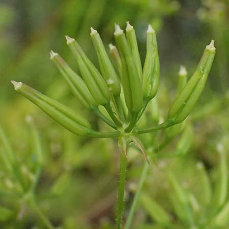 Anthriscus cerefolium \ Garten-Kerbel / Chervil, D Botan. Gar.  Universit.  Ulm 26.5.2025