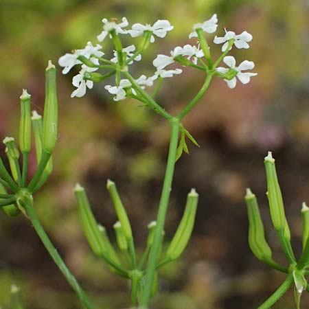 Anthriscus cerefolium \ Garten-Kerbel / Chervil, D Botan. Gar.  Universit.  Ulm 26.5.2025