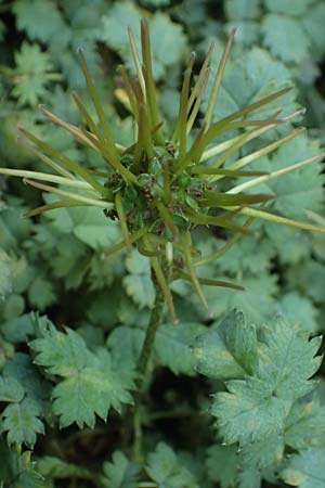 Acaena caesiiglauca \ Blaugraues Stacheln�sschen / Silver New Zealand Burr, D Essen 21.6.2025