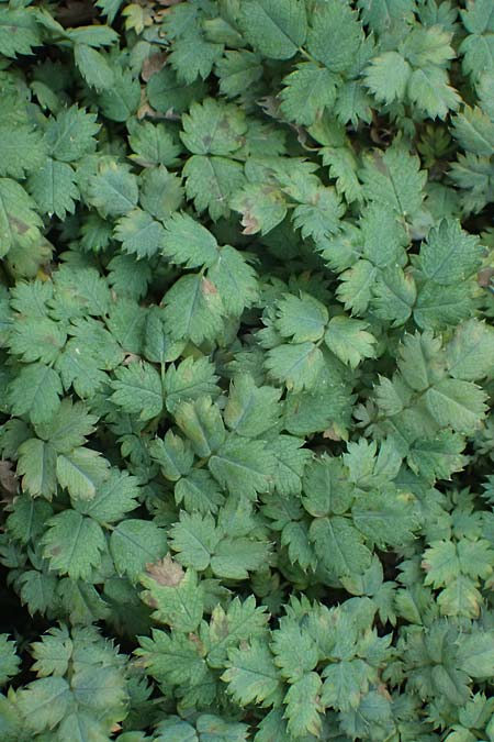 Acaena caesiiglauca \ Blaugraues Stacheln�sschen / Silver New Zealand Burr, D Essen 21.6.2025