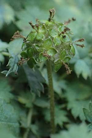 Acaena caesiiglauca \ Blaugraues Stacheln�sschen / Silver New Zealand Burr, D Essen 21.6.2025