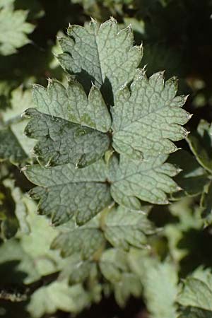 Acaena caesiiglauca \ Blaugraues Stacheln�sschen / Silver New Zealand Burr, D Essen 21.6.2025