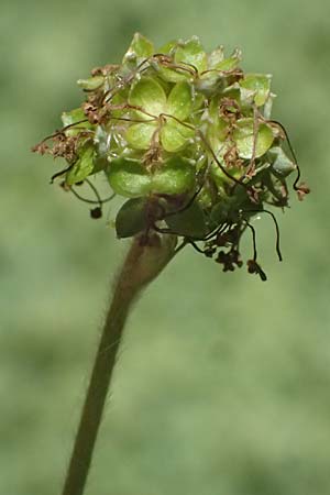 Acaena caesiiglauca \ Blaugraues Stacheln�sschen / Silver New Zealand Burr, D Essen 21.6.2025