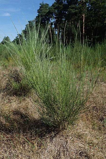 Adenocarpus complicatus ? \ Faltiger Dr�senginster, Kleinbl&auml;ttrige Dr&uuml;senh&uuml;lse / Pleated Flatpod, D Frankfurt Airport 19.7.2025