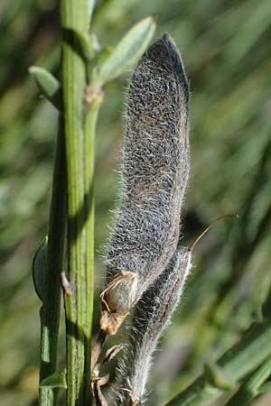 Adenocarpus complicatus ? \ Faltiger Dr�senginster, Kleinbl&auml;ttrige Dr&uuml;senh&uuml;lse / Pleated Flatpod, D Frankfurt Airport 19.7.2025