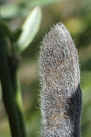 Adenocarpus complicatus ? \ Faltiger Dr�senginster, Kleinbl&auml;ttrige Dr&uuml;senh&uuml;lse / Pleated Flatpod, D Frankfurt Airport 19.7.2025