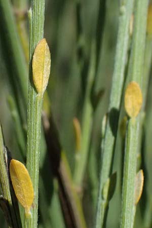 Adenocarpus complicatus ? \ Faltiger Dr�senginster, Kleinbl&auml;ttrige Dr&uuml;senh&uuml;lse / Pleated Flatpod, D Frankfurt Airport 19.7.2025