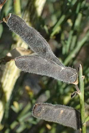 Adenocarpus complicatus ? \ Faltiger Dr�senginster, Kleinbl&auml;ttrige Dr&uuml;senh&uuml;lse / Pleated Flatpod, D Frankfurt Airport 19.7.2025