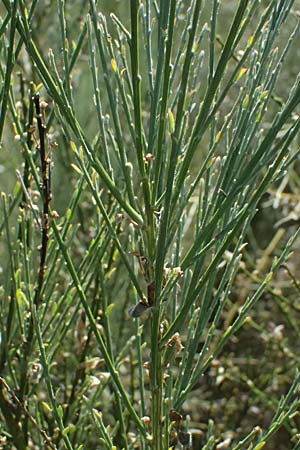 Adenocarpus complicatus ? \ Faltiger Dr�senginster, Kleinbl&auml;ttrige Dr&uuml;senh&uuml;lse / Pleated Flatpod, D Frankfurt Airport 19.7.2025