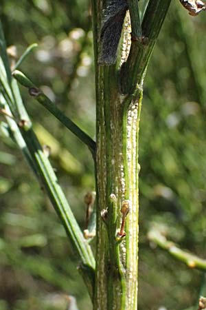 Adenocarpus complicatus ? \ Faltiger Dr�senginster, Kleinbl&auml;ttrige Dr&uuml;senh&uuml;lse / Pleated Flatpod, D Frankfurt Airport 19.7.2025