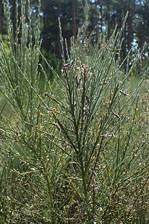 Adenocarpus complicatus ? \ Faltiger Dr�senginster, Kleinbl&auml;ttrige Dr&uuml;senh&uuml;lse / Pleated Flatpod, D Frankfurt Airport 19.7.2025