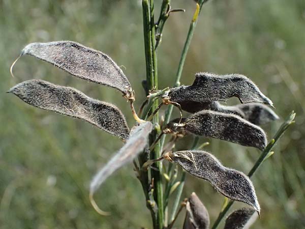 Adenocarpus complicatus ? \ Faltiger Dr�senginster, Kleinbl&auml;ttrige Dr&uuml;senh&uuml;lse / Pleated Flatpod, D Frankfurt Airport 19.7.2025