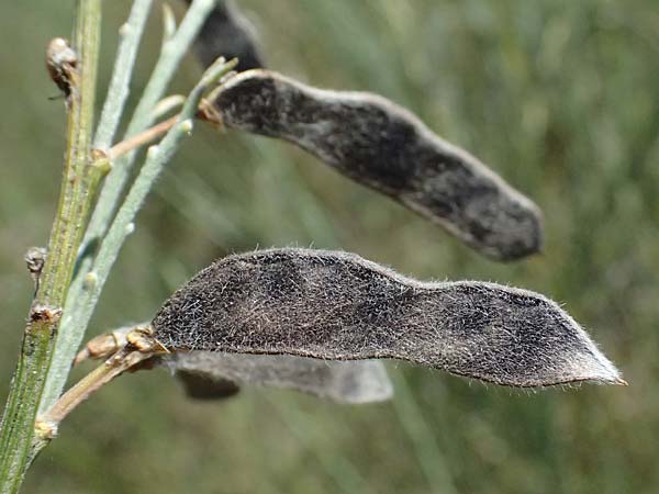 Adenocarpus complicatus ? \ Faltiger Dr�senginster, Kleinbl&auml;ttrige Dr&uuml;senh&uuml;lse / Pleated Flatpod, D Frankfurt Airport 19.7.2025