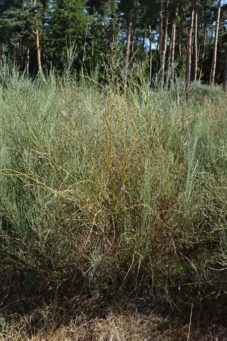 Adenocarpus complicatus ? \ Faltiger Dr�senginster, Kleinbl&auml;ttrige Dr&uuml;senh&uuml;lse / Pleated Flatpod, D Frankfurt Airport 19.7.2025