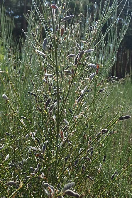 Adenocarpus complicatus ? \ Faltiger Dr�senginster, Kleinbl&auml;ttrige Dr&uuml;senh&uuml;lse / Pleated Flatpod, D Frankfurt Airport 19.7.2025