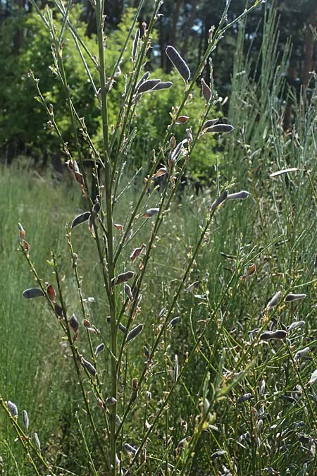 Adenocarpus complicatus ? \ Faltiger Dr�senginster, Kleinbl&auml;ttrige Dr&uuml;senh&uuml;lse / Pleated Flatpod, D Frankfurt Airport 19.7.2025