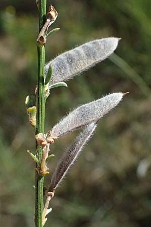 Adenocarpus complicatus ? \ Faltiger Dr�senginster, Kleinbl&auml;ttrige Dr&uuml;senh&uuml;lse / Pleated Flatpod, D Frankfurt Airport 19.7.2025