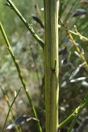 Adenocarpus complicatus ? \ Faltiger Dr�senginster, Kleinbl&auml;ttrige Dr&uuml;senh&uuml;lse / Pleated Flatpod, D Frankfurt Airport 19.7.2025