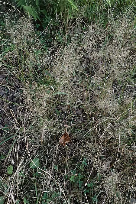 Agrostis capillaris \ Rotes Strau�gras / Common Bentgrass, Browntop, D Trennfurt 30.8.2025